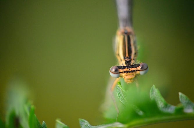 Bei genauem Hinsehen ist etwas Blütenstaub zu erkennen.