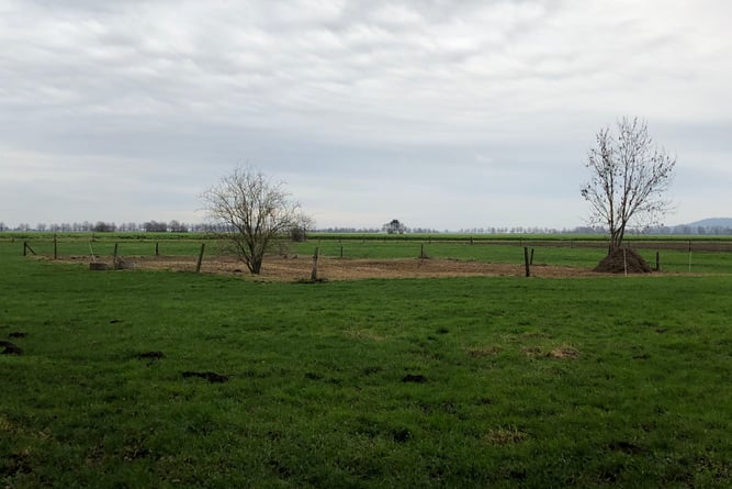 Weide am Alten Gehlenbach 2