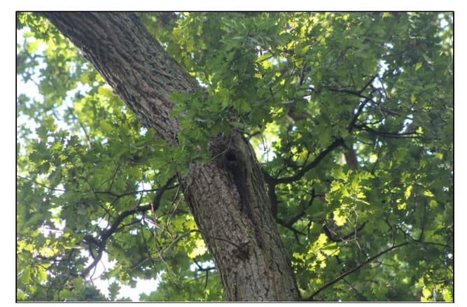 Eichenstamm mit Loch