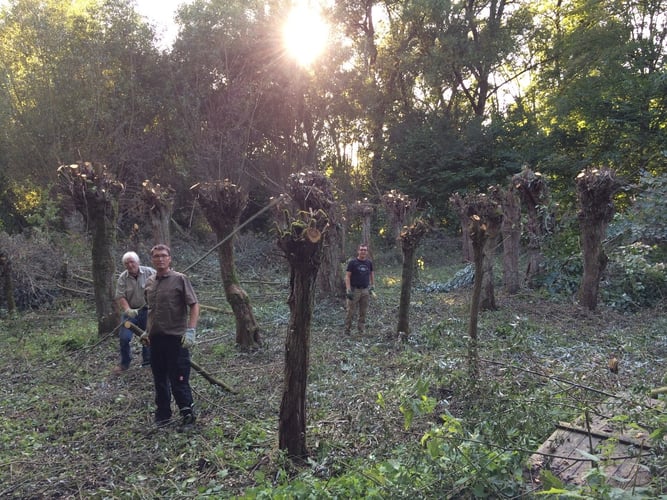 Weitwinkelbild mit etwa 15 abgeschnittenen Kopfweiden im Gegenlicht