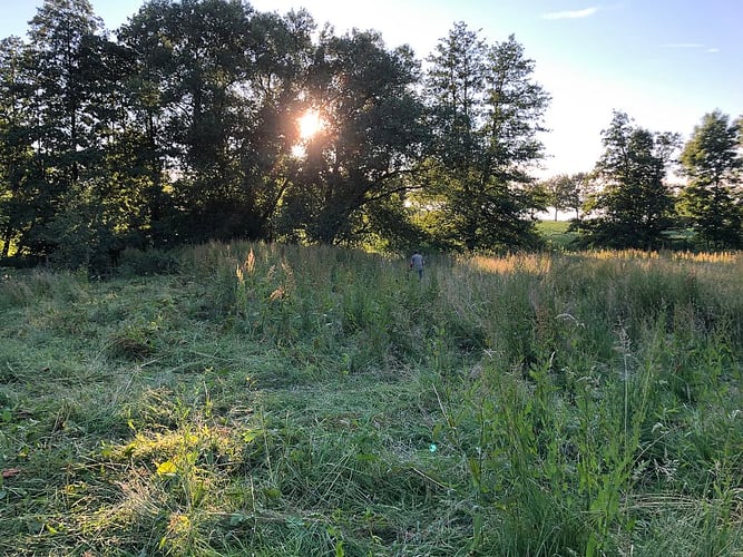 Schafweide ohne Tiere, hochstehendes Kraut und tief stehende Sonne