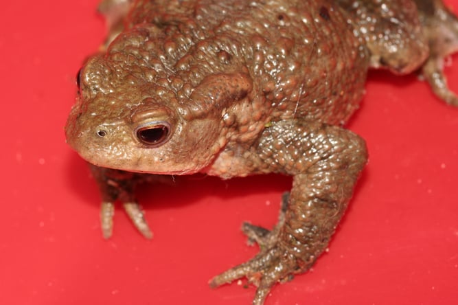 Erdkröte im Sammeleimer - Foto: NABU/ H. May