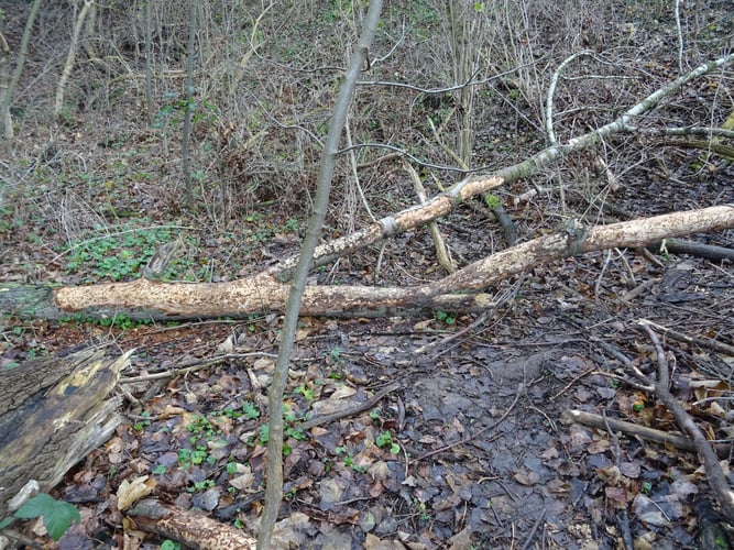 Abgenagter Ast auf dem Waldboden