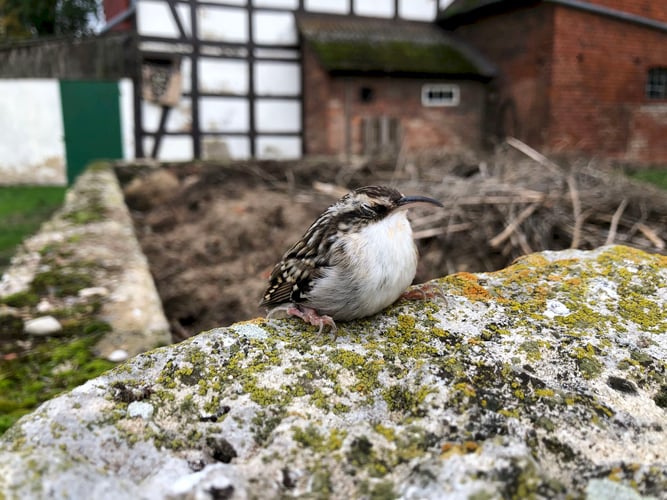 Singvogel sitzt auf Mauer mit geschlossenen Augen
