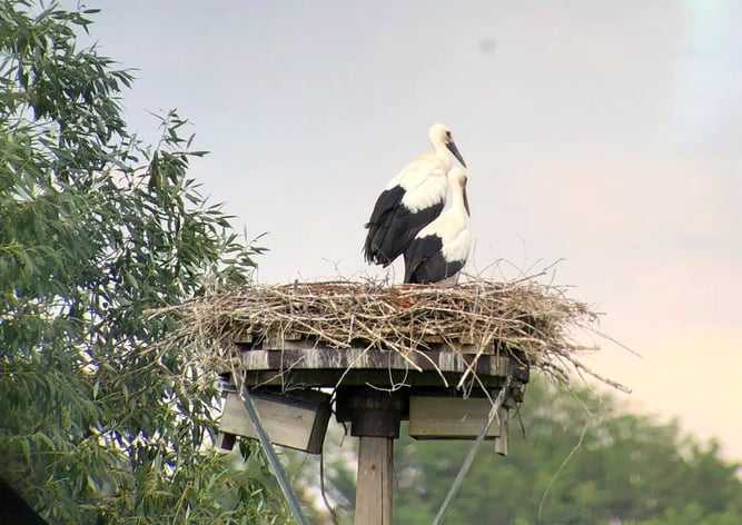 Storchenpaar auf dem Nest