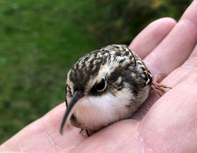Geretteter Singvogel auf der Hand