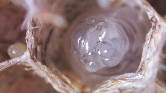 (C) R. Jähne: Larve einer Feldwespe