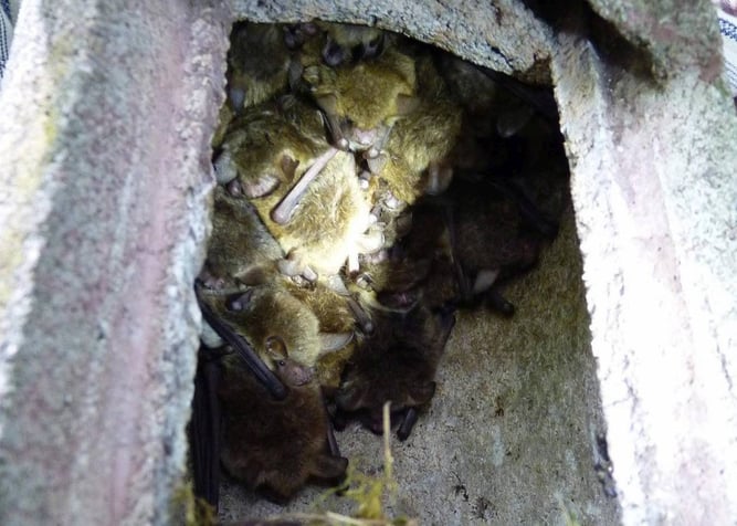 Bild: NABU / R. Michalski