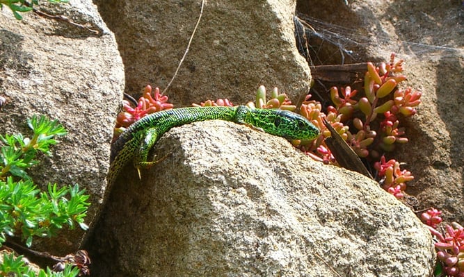 Zauneidechse | Bild: Achim Beck