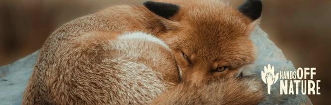 EU-Politiker*innen wollen lebenswichtige Naturschutzgesetze zurückdrängen. Unsere Antwort? Hände weg vom Naturschutz!  Umweltgesetze brauchen konsequente Umsetzung, keine Kürzung.  Jetzt Stimme abgeben 👉 www.NABU.de/haendeweg     #HandsOffNature