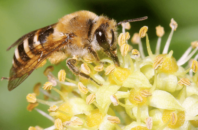 Foto: Efeu-Seidenbiene, Helge May, NABU