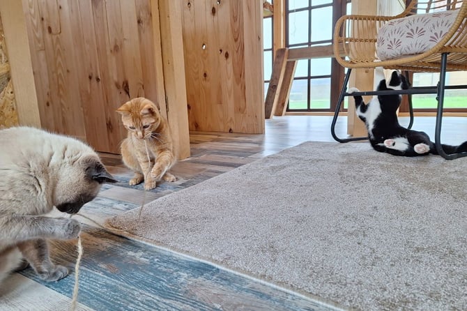 Gardiennage pour chats dans une pension féline autour de moi