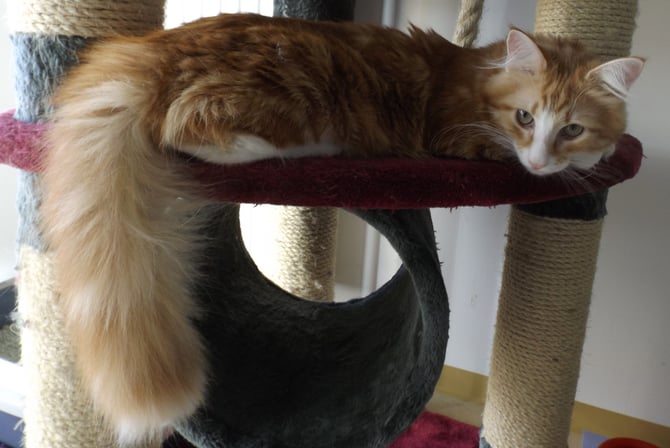 Ralf Rüdiger, 5 Mon.