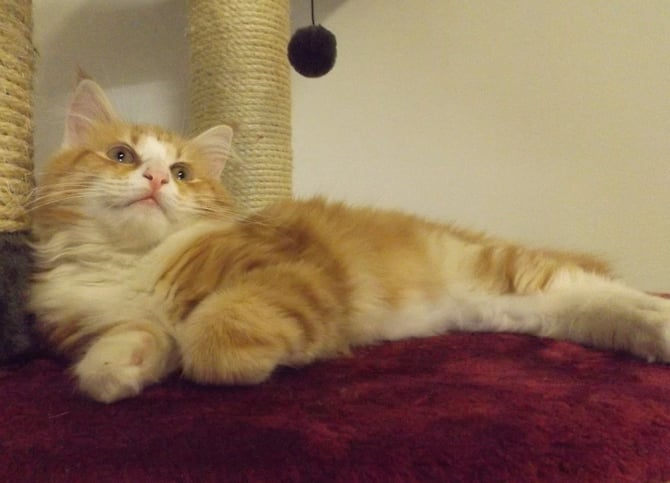 Ralf Rüdiger, 4 Mon.