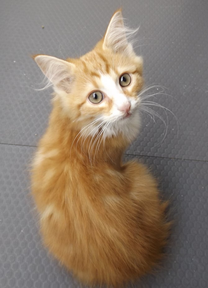 Ralph Rüdiger, 13 Wochen