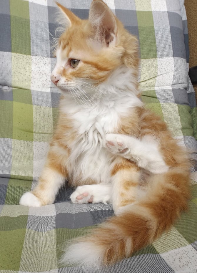 Ralf Rüdiger, 11 Wochen