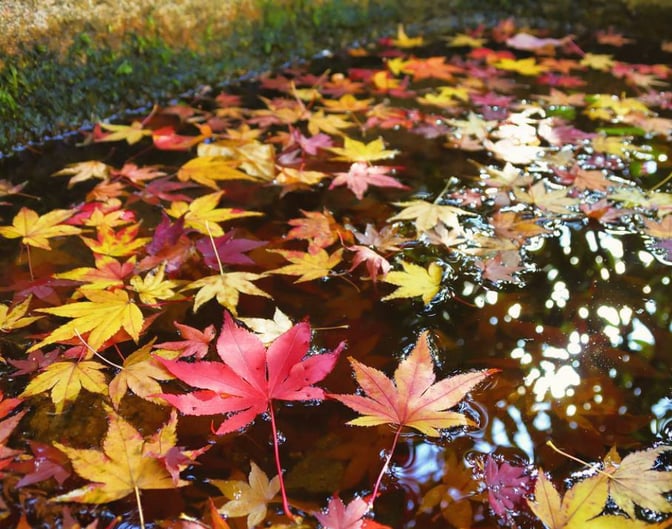 京都市下京区四条烏丸の心療内科、女医のいるメンタルクリニック、オンライン診療、マインドフルネス