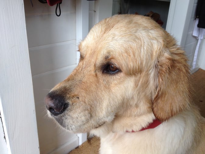 Urlaub mit Hund in Bad Bevensen - bei uns im Land-gut-Hotel Waldesruh