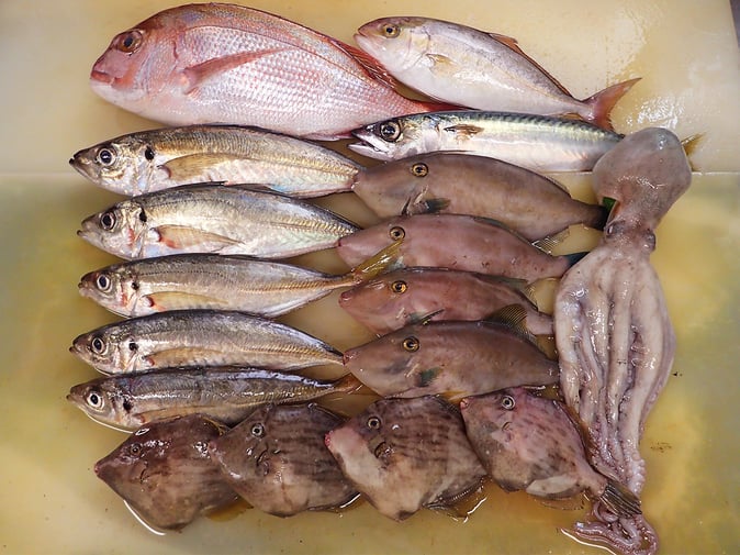 男鹿の魚　産地直送の地魚です