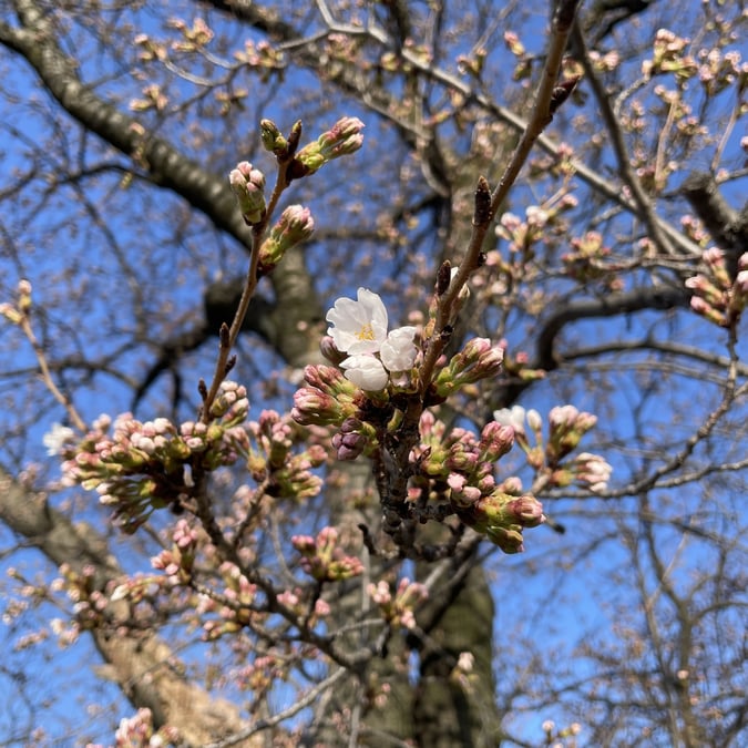 news設計室　建築家　ウォーキング　梓川　桜　春の風景