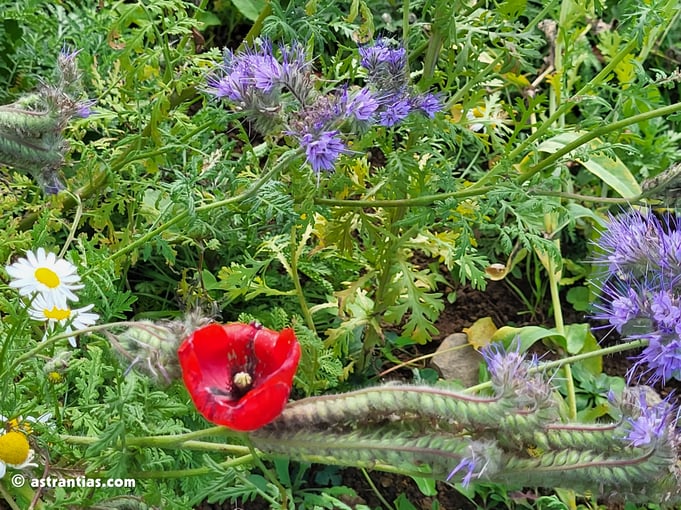 Krautsaum, Hautflügler, Schmetterlinge, Käfer, Zweitflügler, Leucanthemum-vulgare, Margeriten, Klatschmohn, Papaver-rhoeas, Rainfarn-Phazelia, Phacelia-tanacetifolia