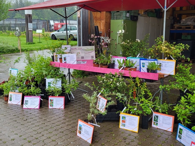 Pflanzenangebot Bio-Gärtnerei AstrantiAs GmbH Wildrosen & Wildfrüchte, Naturgarten-Pflanzen am Spezialitätenmarkt Wädenswil