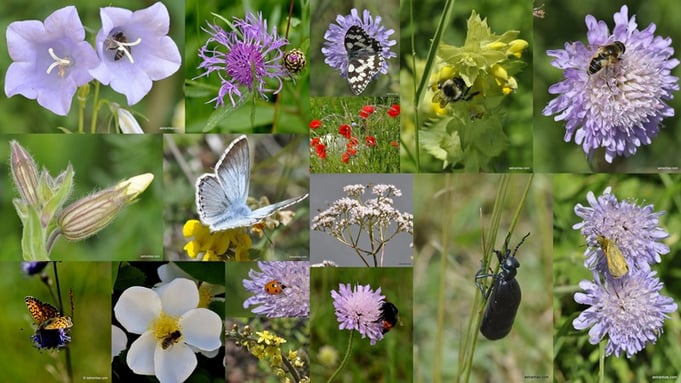 Bio-Gärtnerei AstrantiAs Naturgarten-Pflanzen - Historische Rosen - Wildbeeren - Oekologisch wertvoll für für Flora und Fauna - Wildpflanzen - Wildrose-Rosen