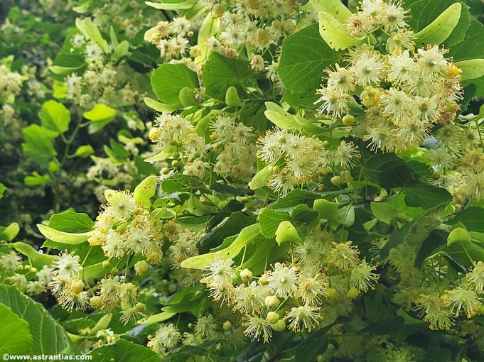 Tilia platyphyllos - Sommerlinde