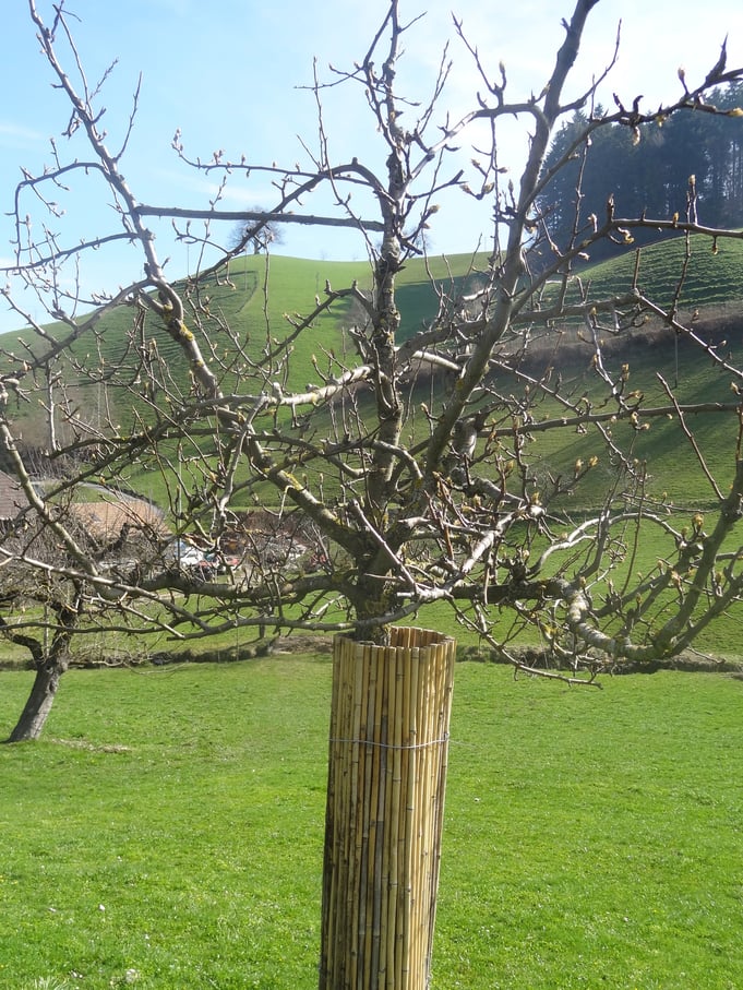 Junger Birnen-Hochstamm mit Bambus-Stammschutz