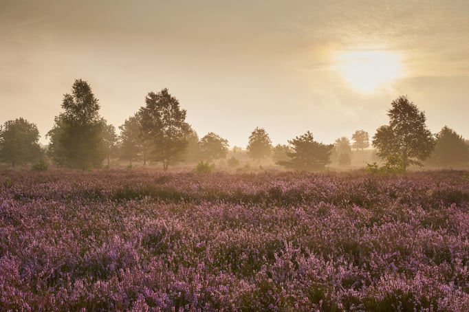 Wenn der Nebel aus der Heide aufsteigt.