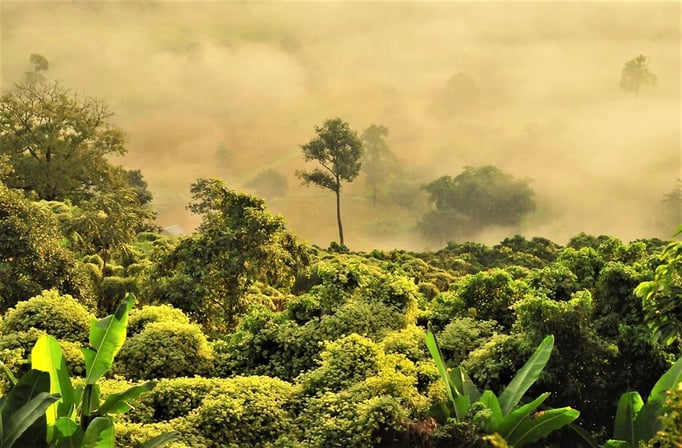 Moloundou, Parc National de Lobeke