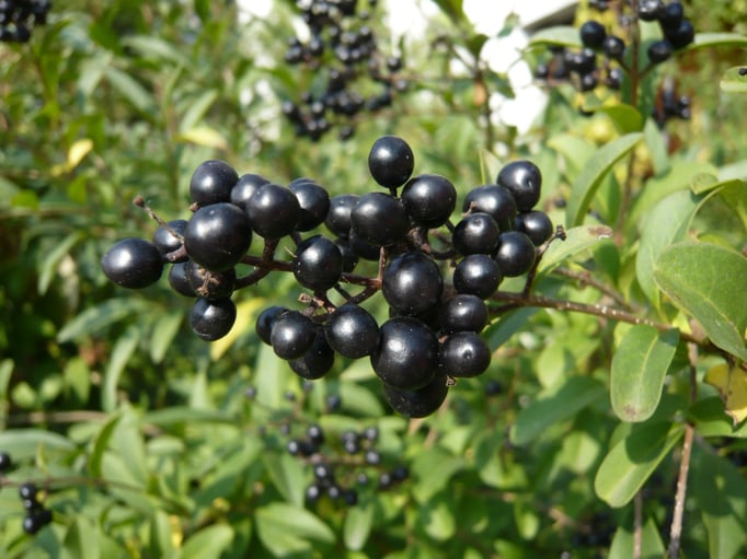 Liguster (Ligustrum vulgare)