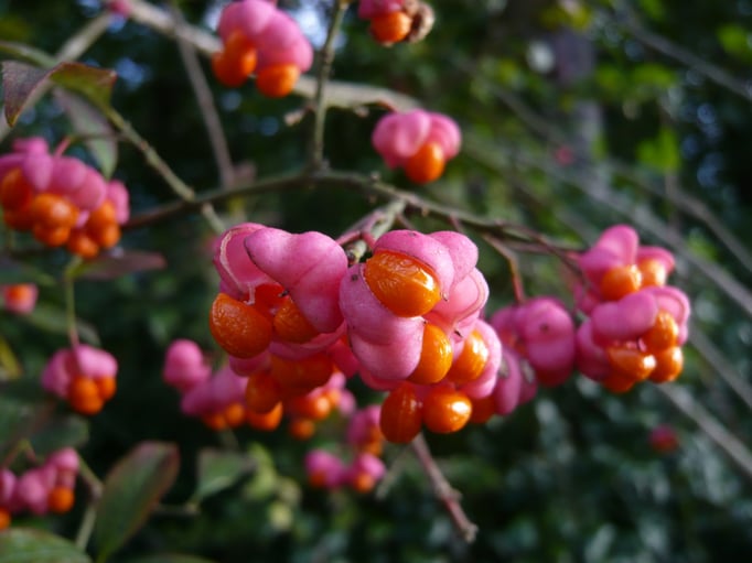 Gewöhnliches Pfaffenhütchen (Euonymus europaeus)
