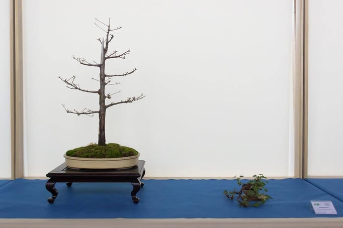 Metasequoia - Daikon Bonsai Club