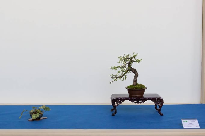 Larice - Daikon Bonsai Club