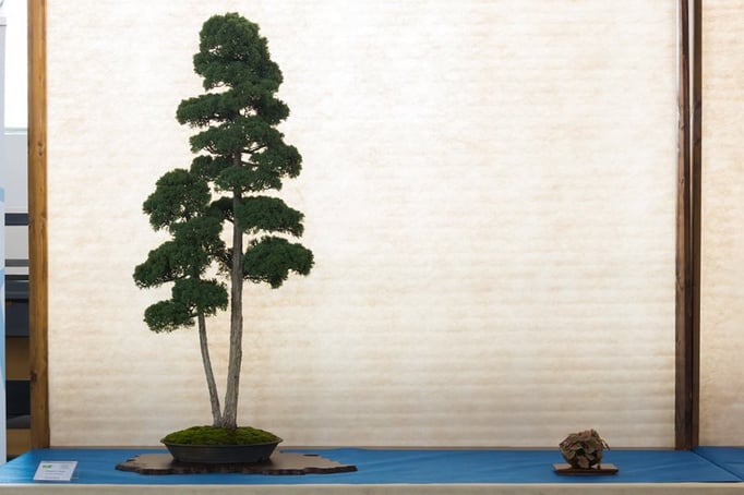 Ginepro Cinese di Maurizio Baroni, Istruttore Scuola d'Arte Bonsai