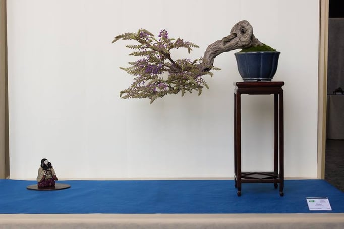 Glicine - Amatori Bonsai e Suiseki Genova - 2° premio caducifoglie