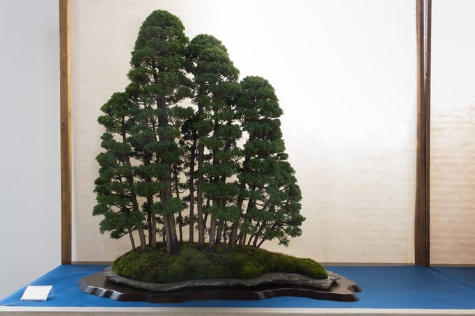 Bosco di juniperus chinensis - Associazione Arte e cultura Bergamo Bonsai