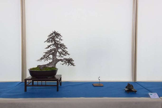 Larice - Associazione Bonsai il Moro