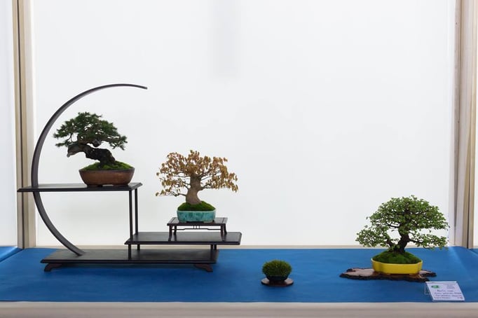 Picea abies, acero, olmo - Brianza Bonsai