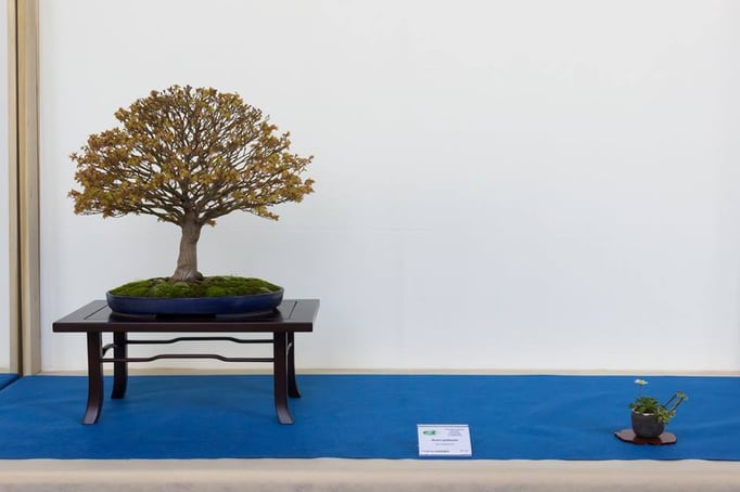 Acero palmato Giapponese - Associazione Arte e Cultura Bergamo Bonsai