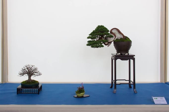 Composizione chuhin con juniperus chinensis - Jikan-en - 2° premio chuhin - Targa Presidente UBI