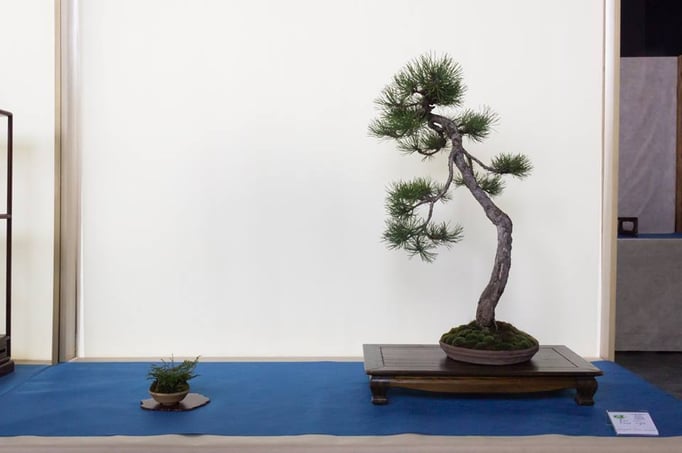 Pino Nero Austriaca - Bonsai Club Torino (fuori concorso)