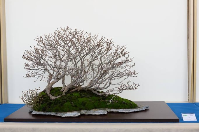 Bosco di faggi - Bonsai Blu - 1° premio caducifoglie