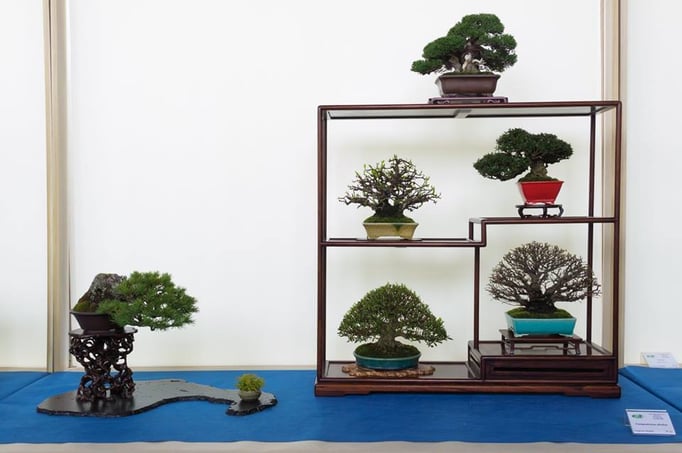 Composizione shohin - Sesia Bonsai Club - 1° premio chuhin