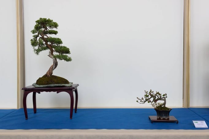 Juniperus chinensis - Bonsai Club Somma