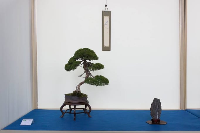 Juniperus chinensis - Bonsai Club Alessandria