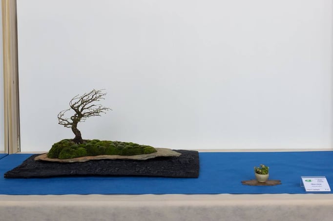 Ulmus Parviflora - Bonsai Club Somma
