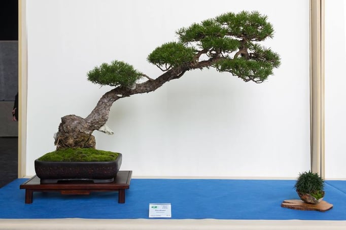 Pino silvestre - Bonsai Club Martesana