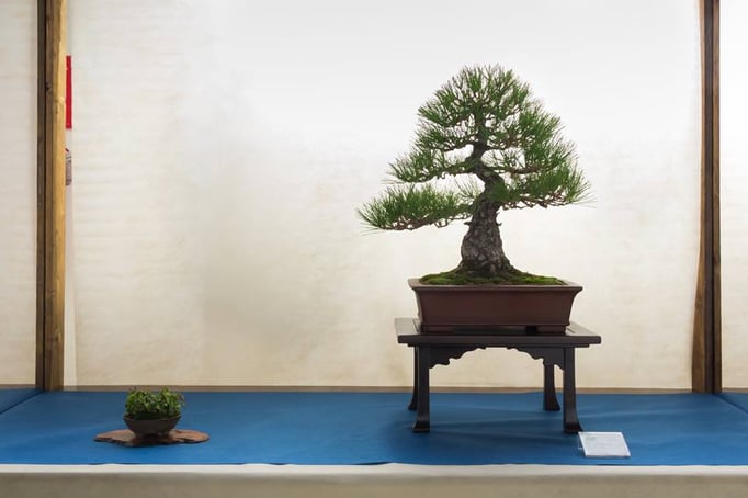 Pino nero - Bonsai Club Martesana